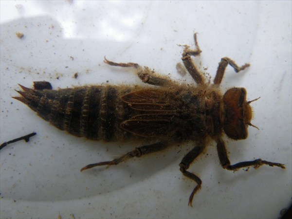 личинка стрекозы Cordulegaster